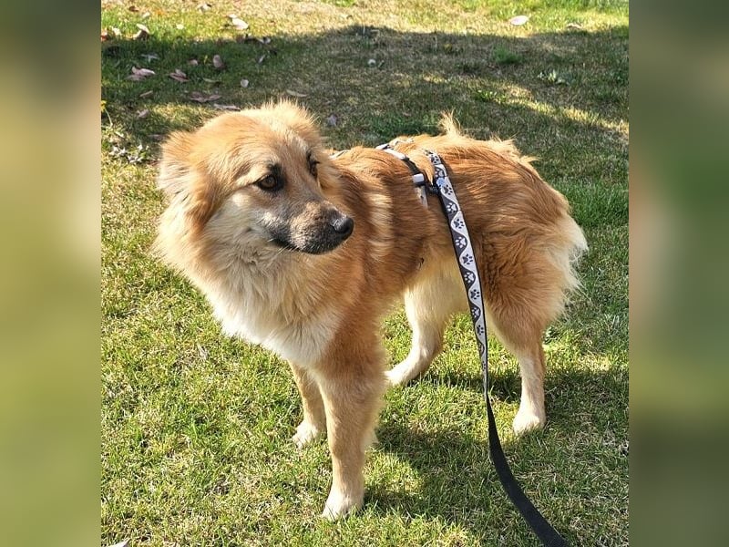 Evita 40cm geb. 04/2022 ähnelt einem Harzer Fuchs