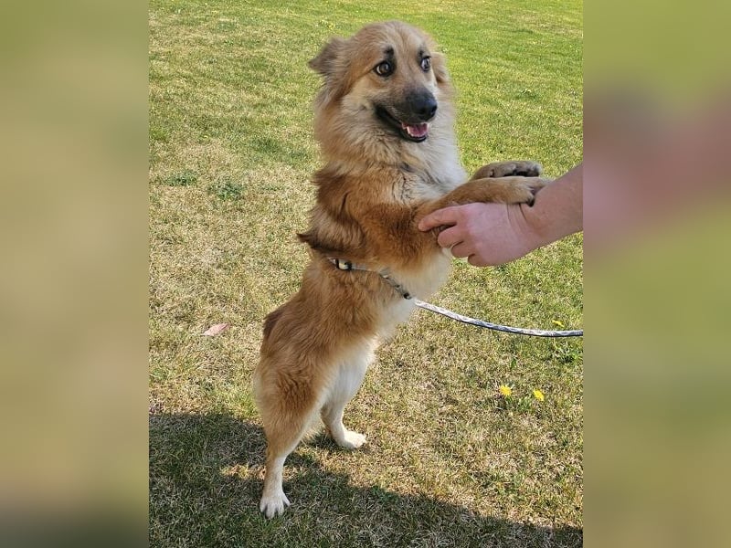 Evita 40cm geb. 04/2022 ähnelt einem Harzer Fuchs