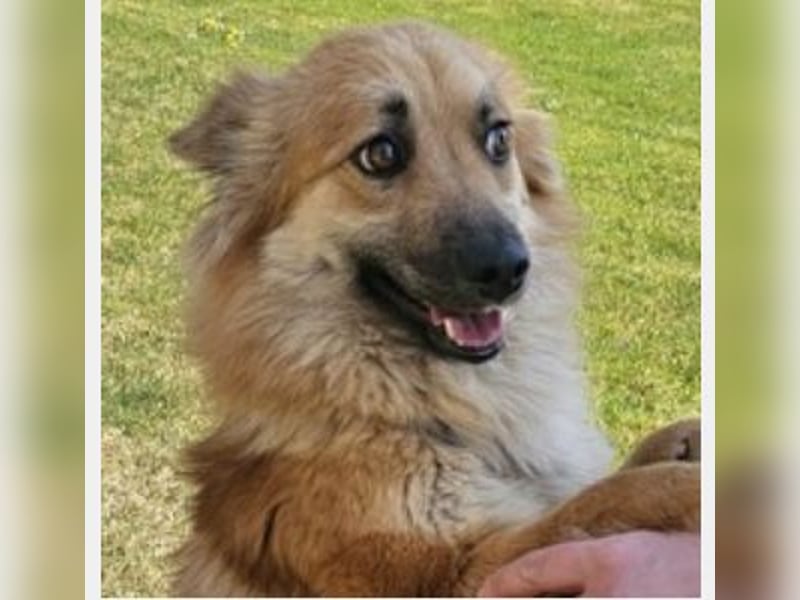 Evita 40cm geb. 04/2022 ähnelt einem Harzer Fuchs