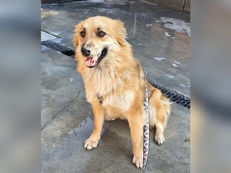 Evita 40cm geb. 04/2022 ähnelt einem Harzer Fuchs