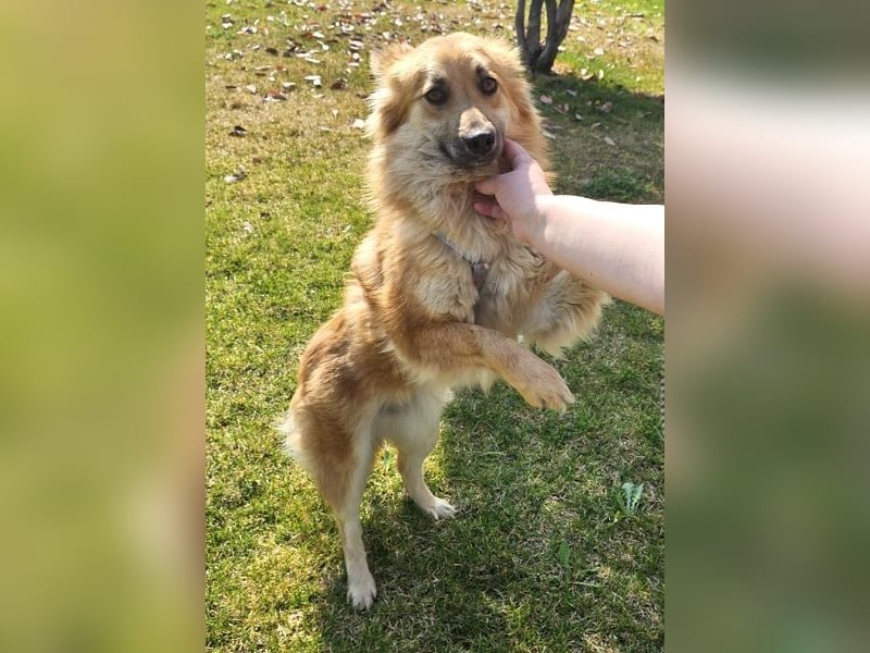 Evita 40cm geb. 04/2022 ähnelt einem Harzer Fuchs