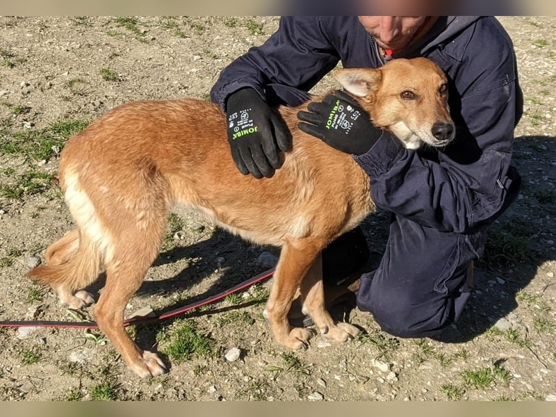 Zara, eine freundliche verschmuste Hündin