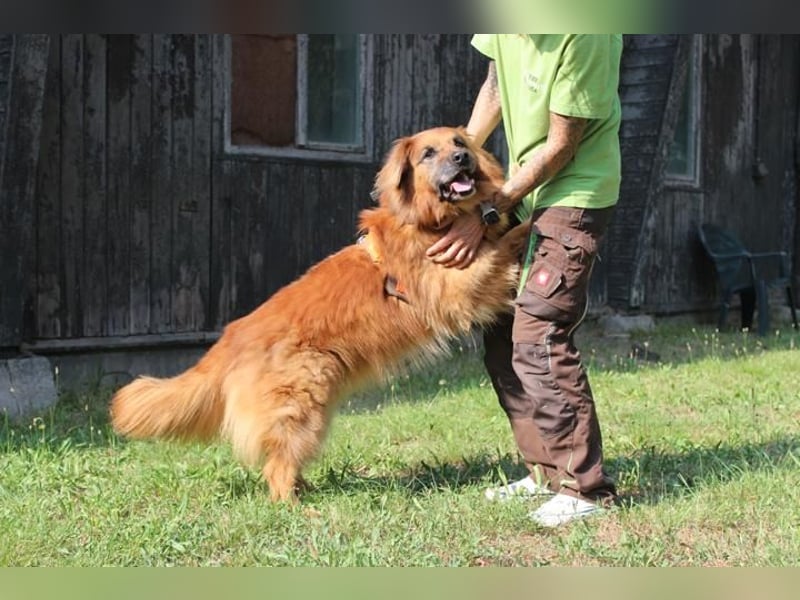 Knut, Harzer Fuchs-Terrier-Mischling, geb. 2013, nur für Hundeprofis