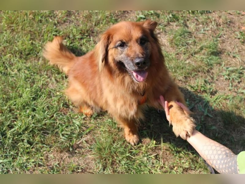 Knut, Harzer Fuchs-Terrier-Mischling, geb. 2013, nur für Hundeprofis