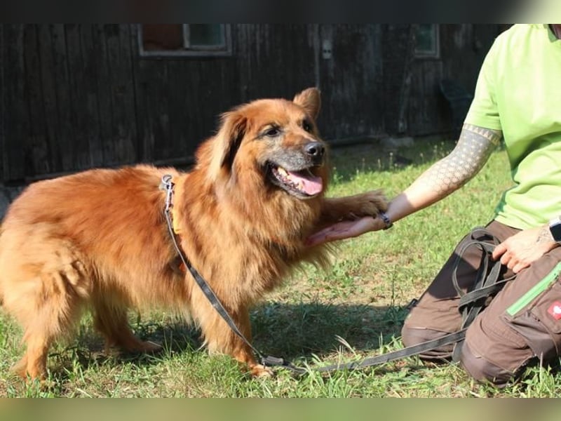 Knut, Harzer Fuchs-Terrier-Mischling, geb. 2013, nur für Hundeprofis