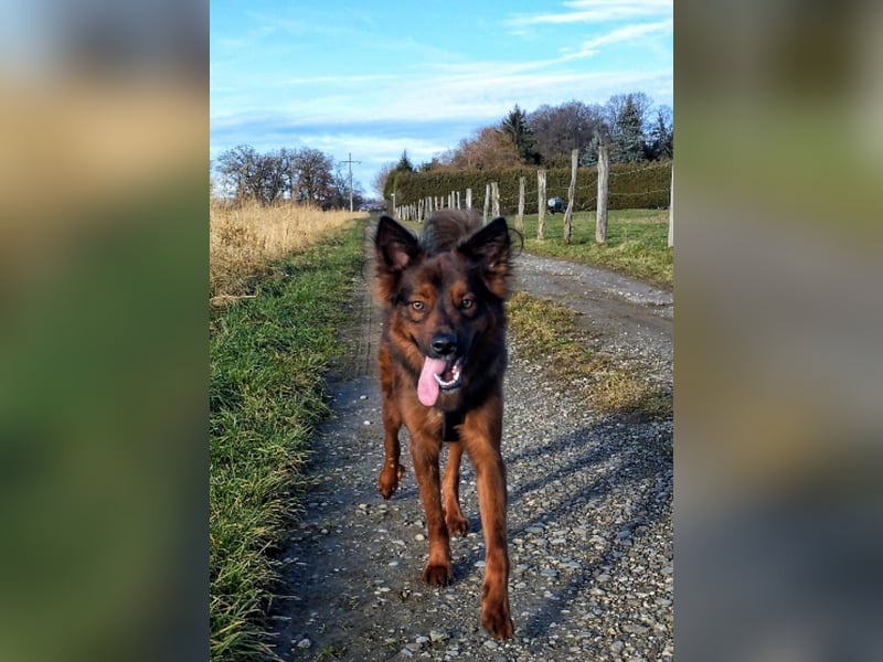 Schöner Emil ( * 03 / 2021 ) sucht seine Familie