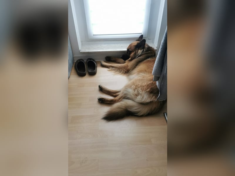 Harzer Fuchs abzugeben