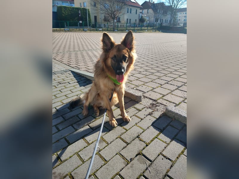 Harzer Fuchs abzugeben