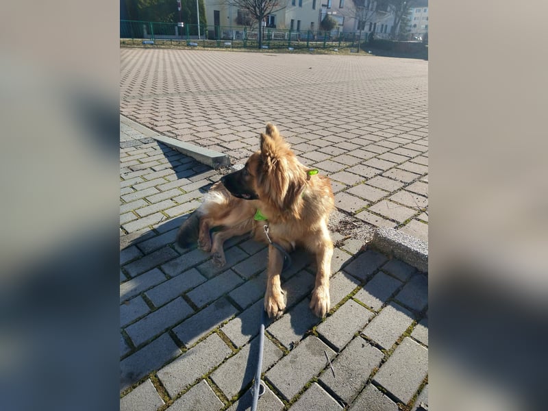 Harzer Fuchs abzugeben