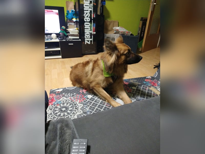 Harzer Fuchs abzugeben