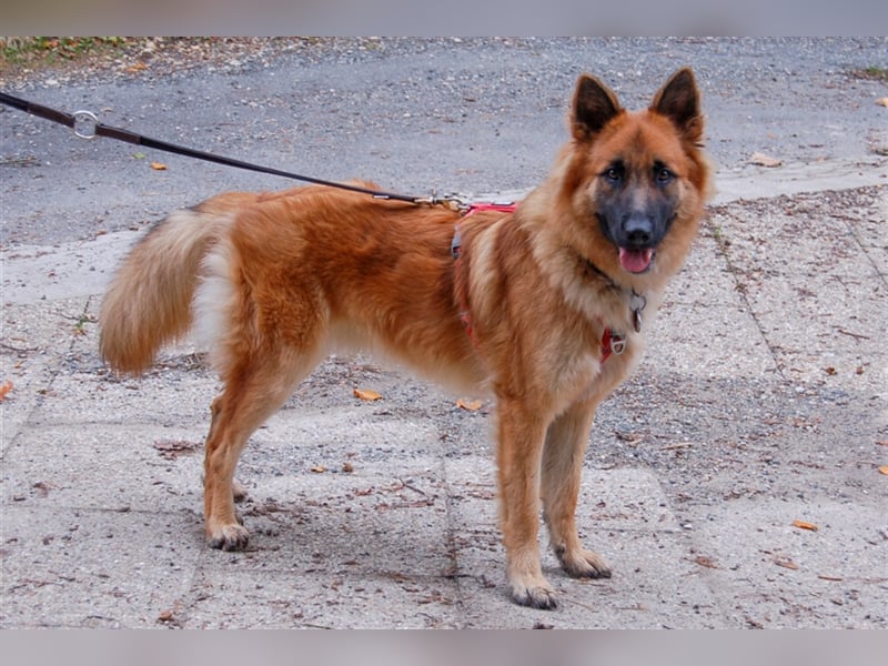 Red Buddy - sucht eine aktive Familie - Tierhilfe Franken e.V.