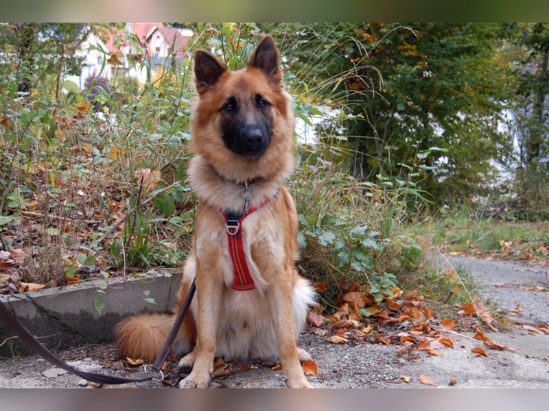 Red Buddy - sucht eine aktive Familie - Tierhilfe Franken e.V.