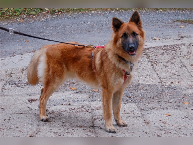 Red Buddy - sucht eine aktive Familie - Tierhilfe Franken e.V.