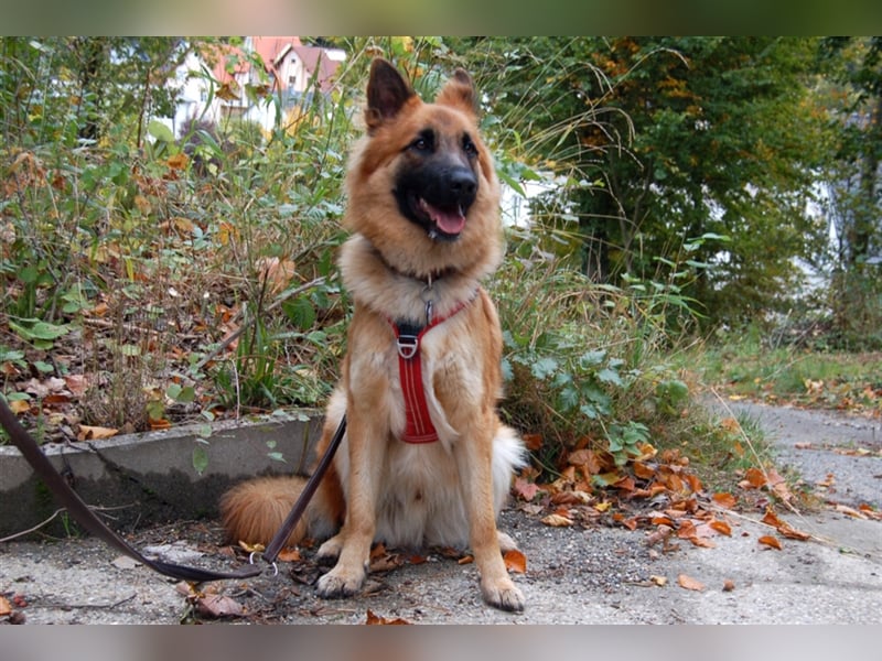 Red Buddy - sucht eine aktive Familie - Tierhilfe Franken e.V.