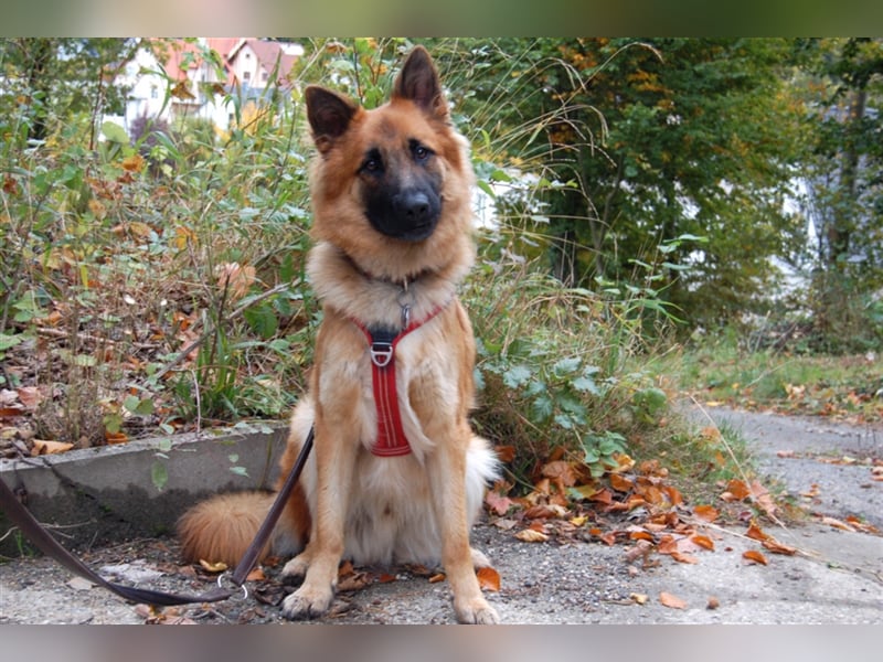 Red Buddy - sucht eine aktive Familie - Tierhilfe Franken e.V.