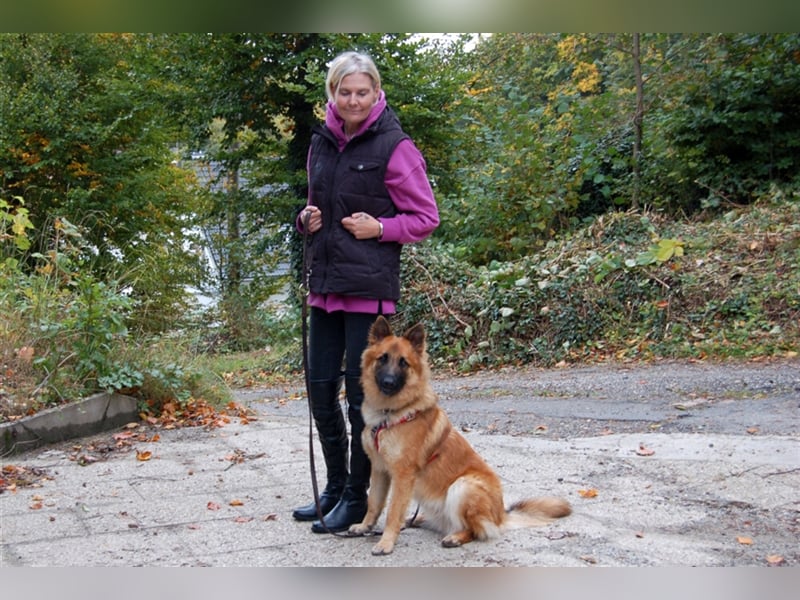 Red Buddy - sucht eine aktive Familie - Tierhilfe Franken e.V.