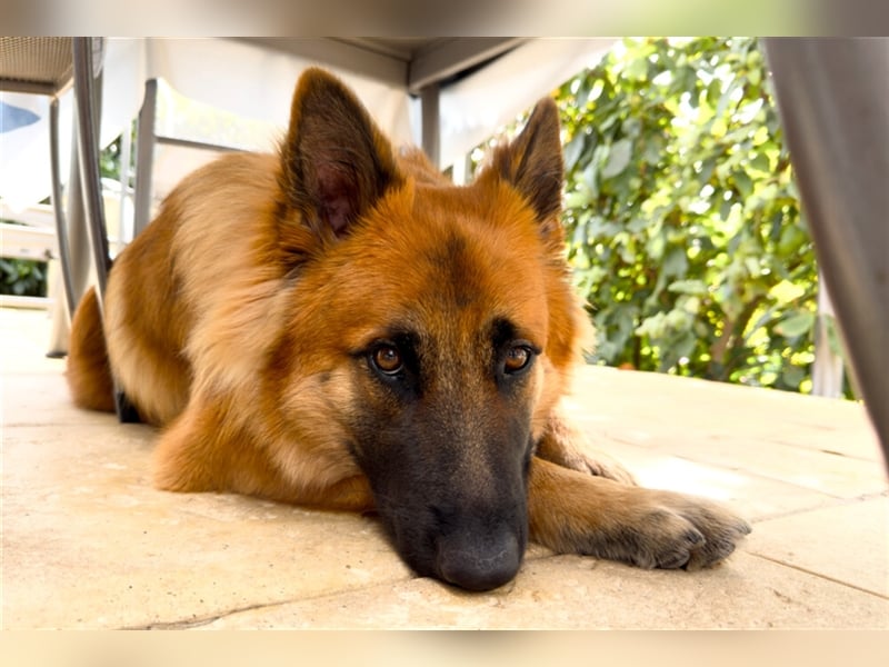 Red Buddy - sucht eine aktive Familie - Tierhilfe Franken e.V.