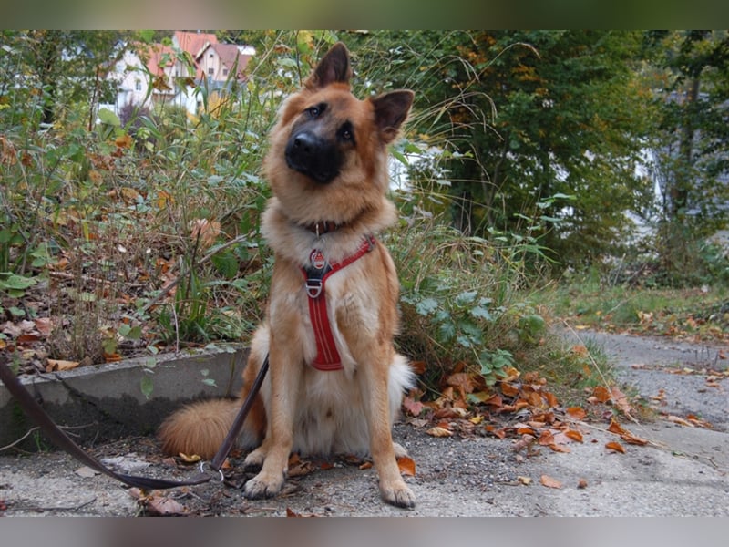 Red Buddy - sucht eine aktive Familie - Tierhilfe Franken e.V.