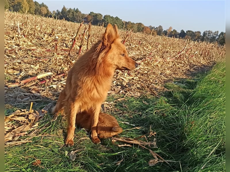 Harzer Fuchs Welpe (männlich) von gesunden, bildschönen Eltern