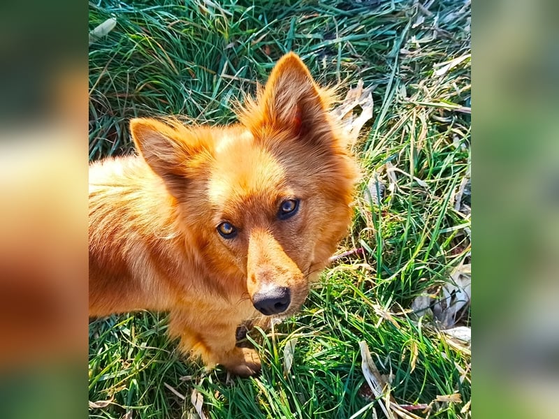 Harzer Fuchs Welpe (männlich) von gesunden, bildschönen Eltern