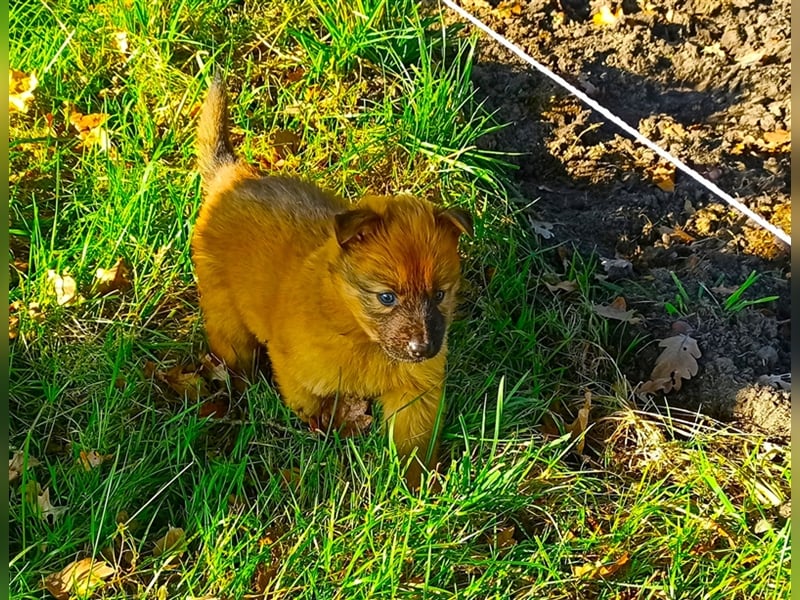 Harzer Fuchs Welpe (männlich) von gesunden, bildschönen Eltern