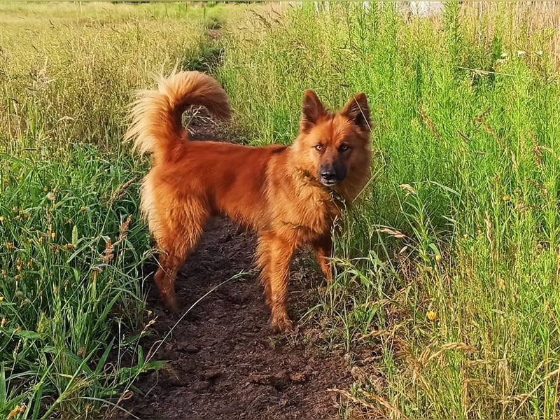 Harzer Fuchs Welpe (männlich) von gesunden, bildschönen Eltern