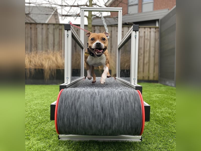 Haustierbetreuung für schwierige Hunde