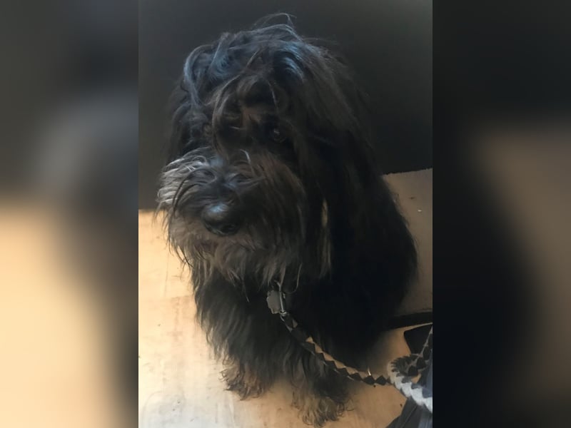 Haustierbetreuung für schwierige Hunde