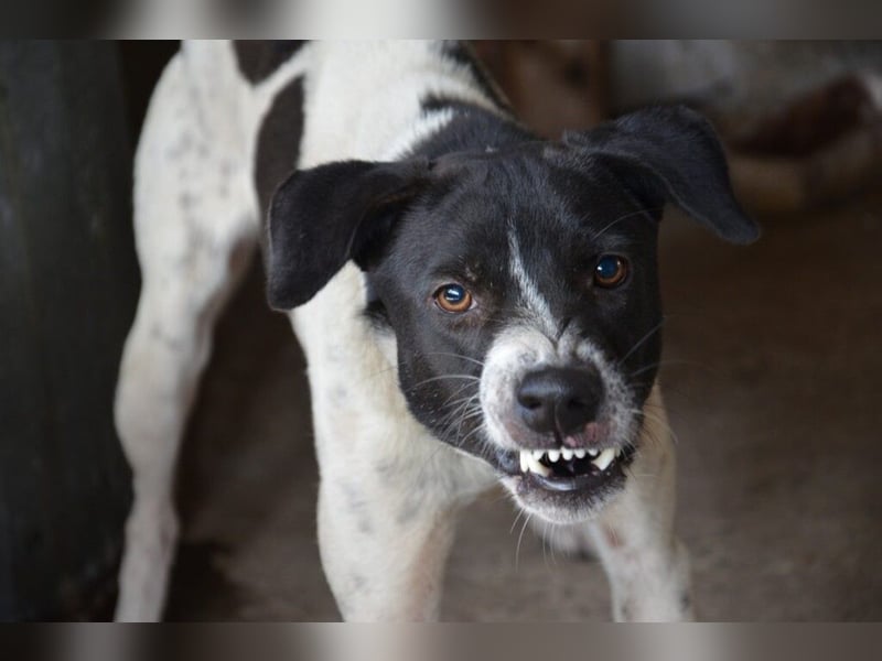 Haustierbetreuung für schwierige Hunde