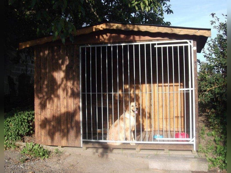 Haustierbetreuung für schwierige Hunde