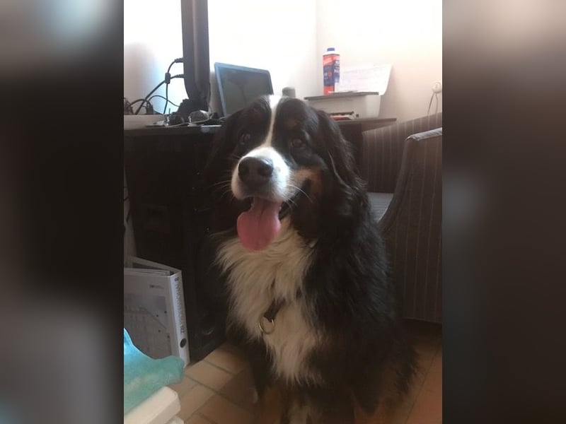 Haustierbetreuung für schwierige Hunde