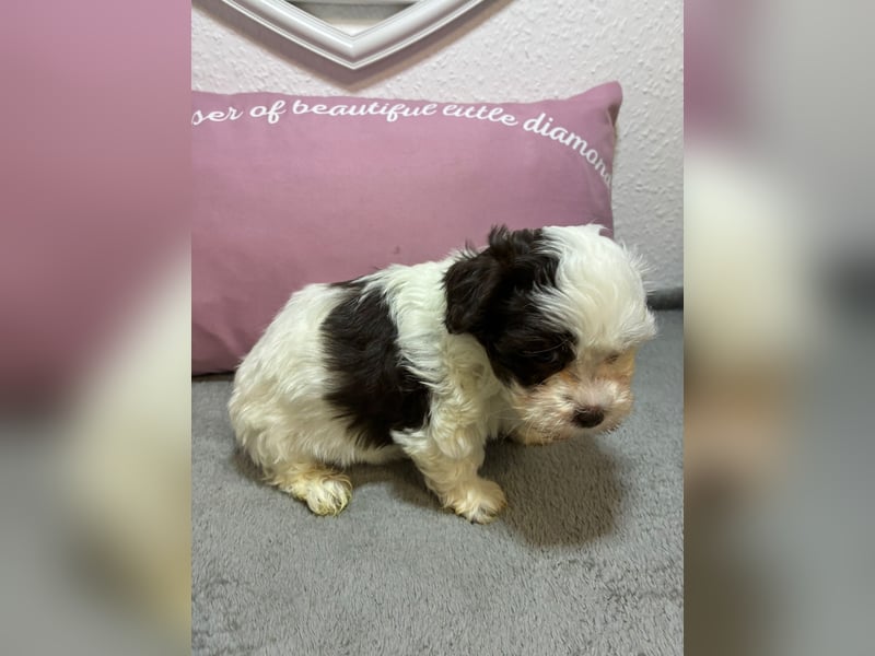 Havaneser Welpen mit Ahnentafel