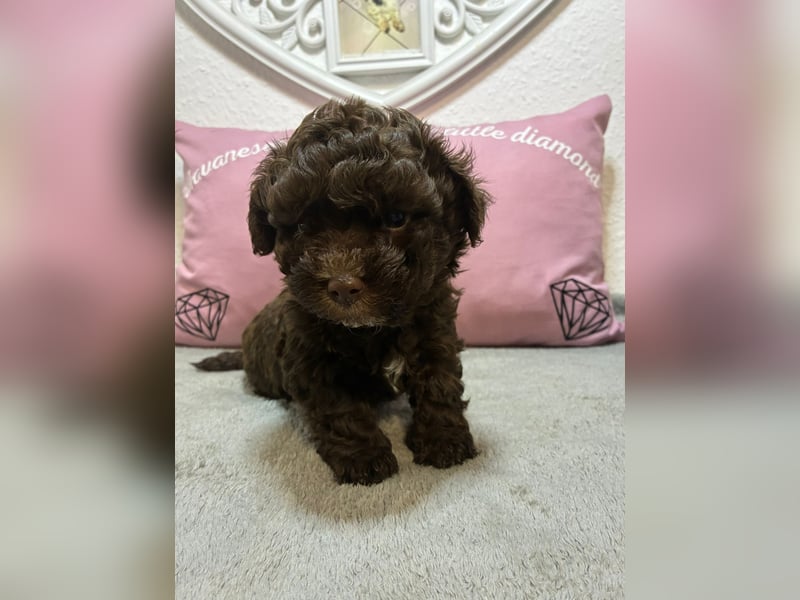 Havaneser Welpen mit Ahnentafel