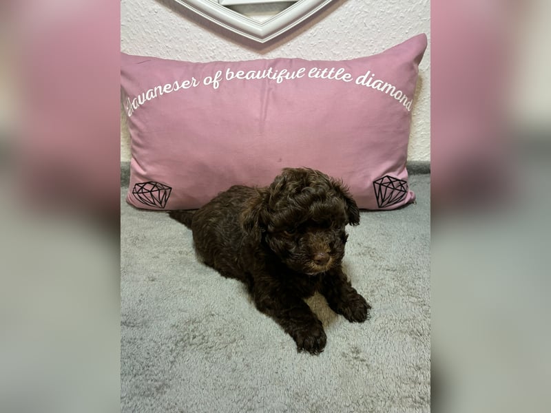 Havaneser Welpen mit Ahnentafel