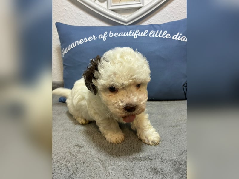 Havaneser Welpen mit Ahnentafel