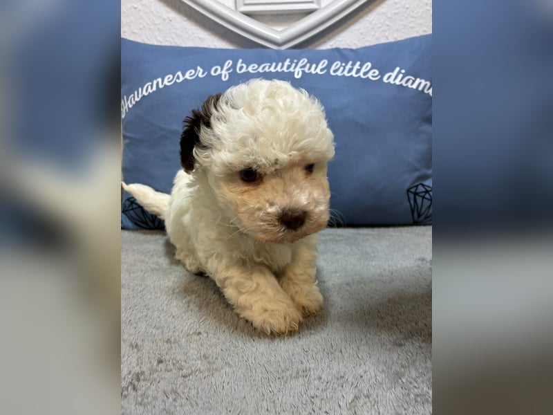 Havaneser Welpen mit Ahnentafel