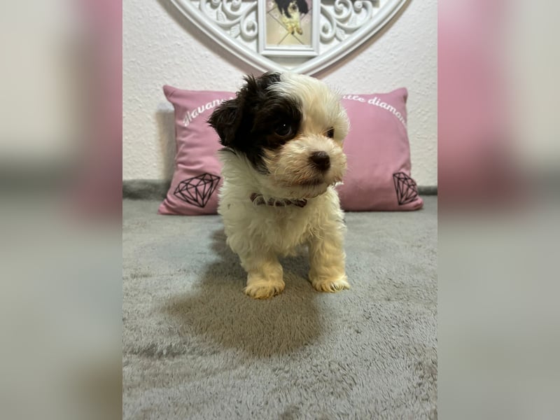 Havaneser Welpen mit Ahnentafel