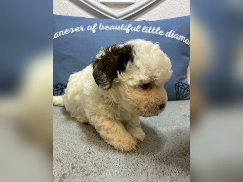 Havaneser Welpen mit Ahnentafel