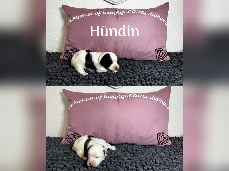 Havaneser Welpen mit Ahnentafel