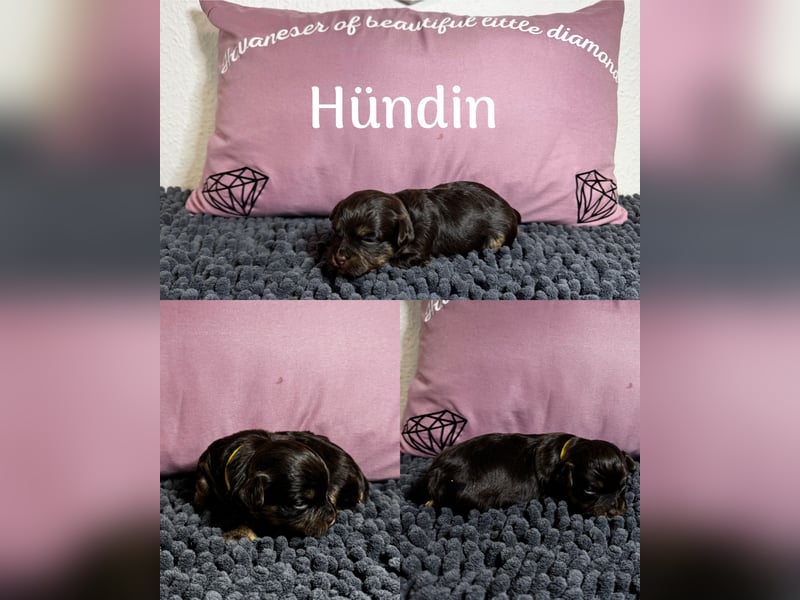 Havaneser Welpen mit Ahnentafel