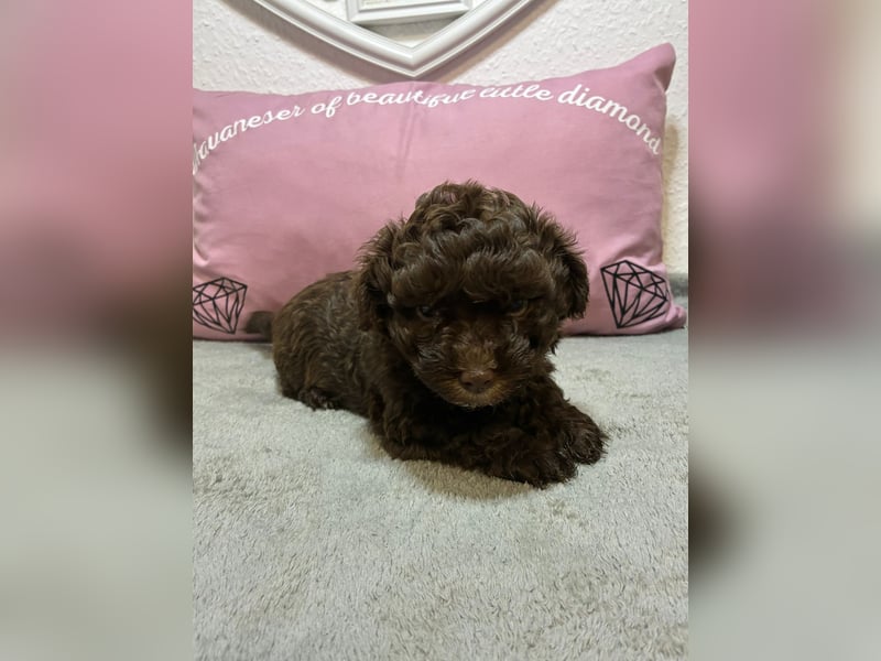 Havaneser Welpen mit Ahnentafel