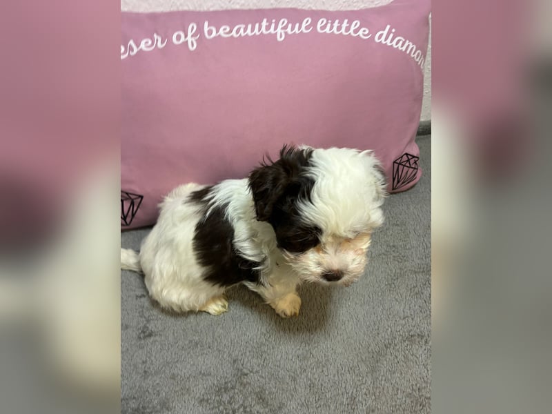 Havaneser Welpen mit Ahnentafel