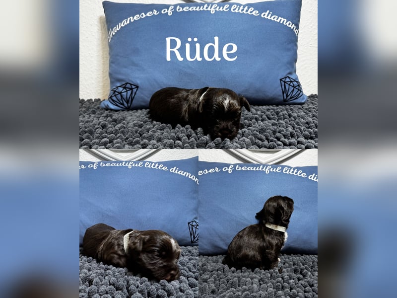 Havaneser Welpen mit Ahnentafel