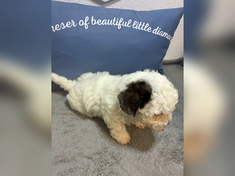 Havaneser Welpen mit Ahnentafel