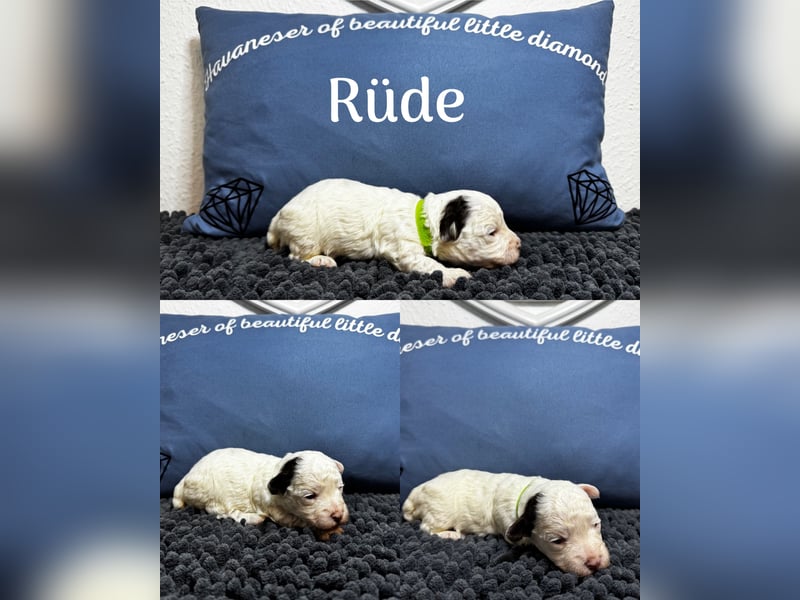 Havaneser Welpen mit Ahnentafel