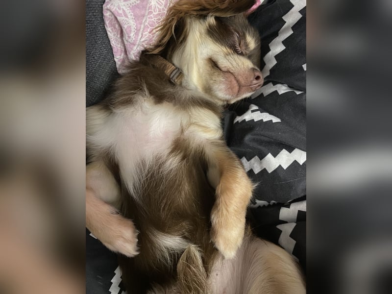 Zwei wunderbare Hunde suchen neues Zuhause