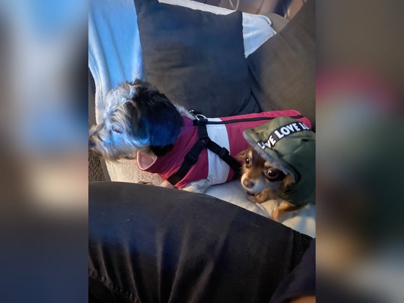 Zwei wunderbare Hunde suchen neues Zuhause
