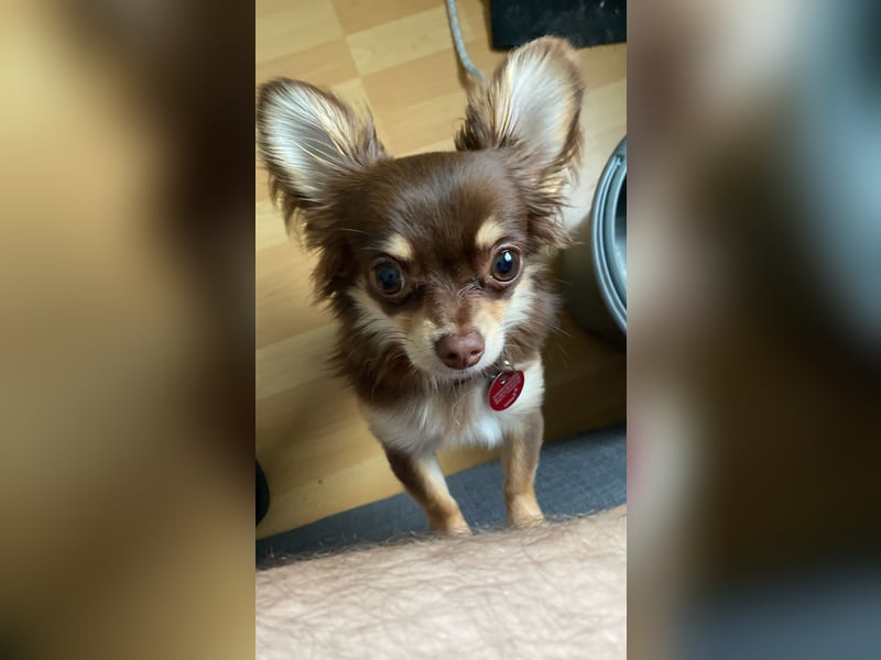 Zwei wunderbare Hunde suchen neues Zuhause