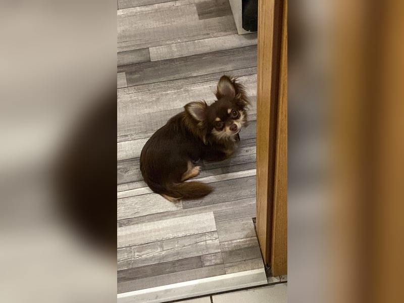 Zwei wunderbare Hunde suchen neues Zuhause