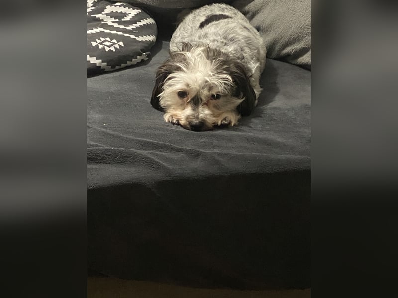 Zwei wunderbare Hunde suchen neues Zuhause